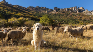 Les chiens de protection de troupeau